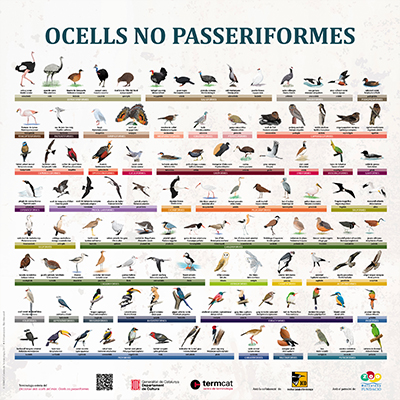 Ocells no passeriformes